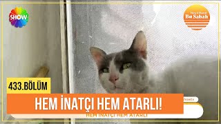 Kötü kedi Şerafettin'e Bağcılar'dan rakip \