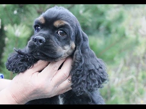 NO.【ACO1006】 アメリカンコッカースパニエル ブラック＆タン 男の子