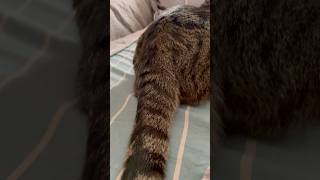 Пес #кіт #cat