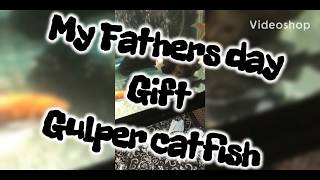 My gulper Catfish eating goldfish Profile