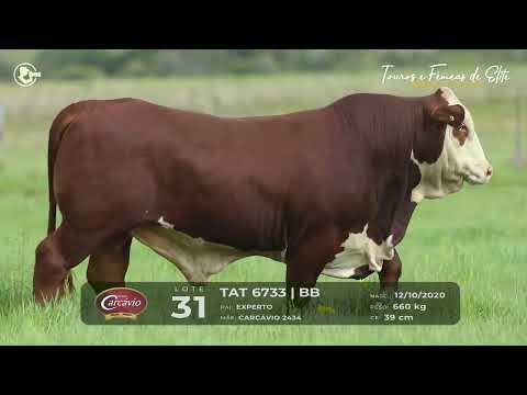 LOTE 31 - TAT 6733 - TOURO BRAFORD