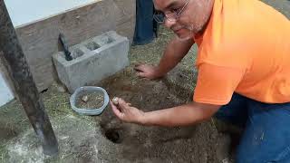 Famous Leopard tortoise laying eggs Net Worth
