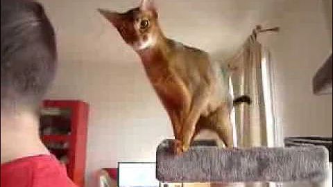 Watch the video about Alex playing tricks on Buny...