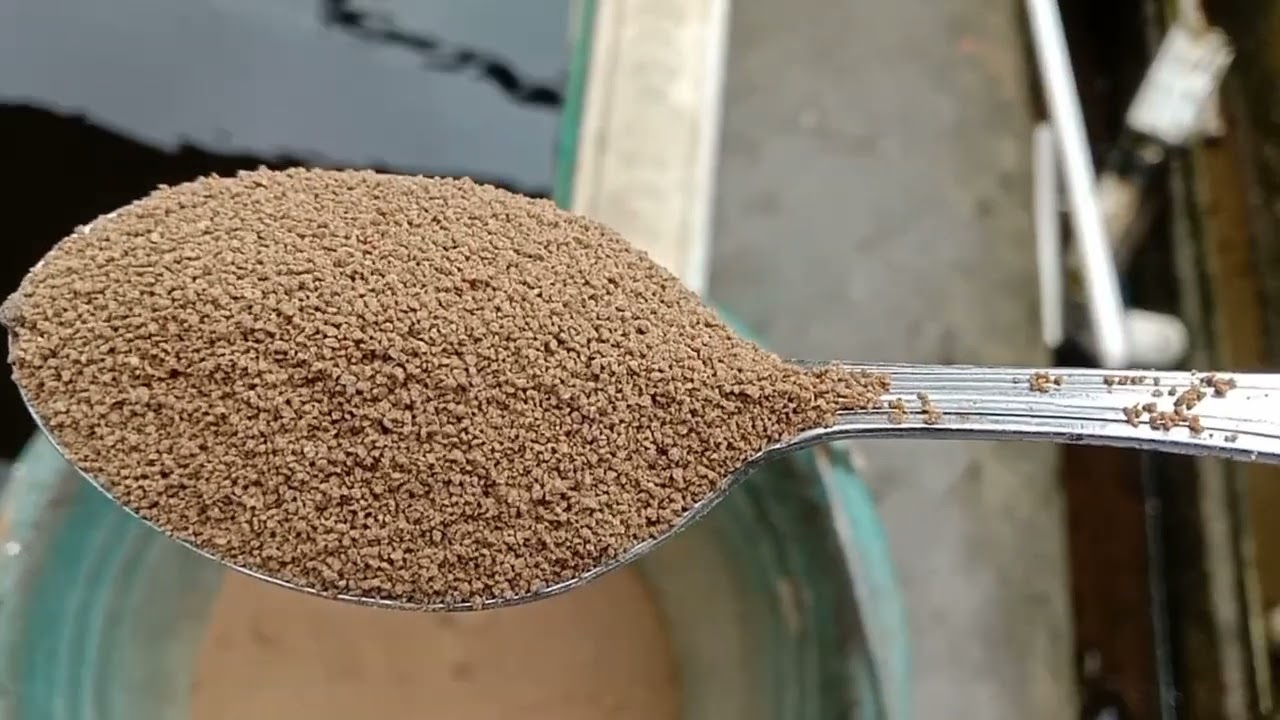 7hari larva lele lepas cacing ganti pakan ini