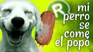 ¿Por qué mi perro se come el popó?