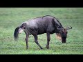 Animal Give Birth - Wildebeest Giving Birth In The Wild