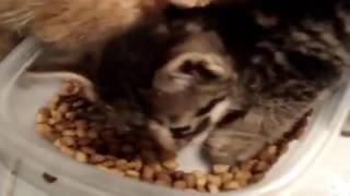 Нарезка самых смешных видео про животных. Нарезка самых смешных видео про животных.