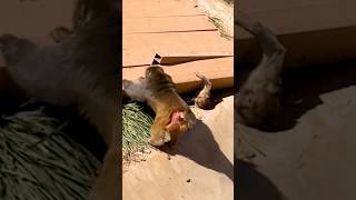 He was trapped under the wood… then this happened #rescue #monkey #animals