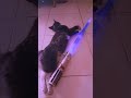 My cat really enjoy the heat of lightsaber