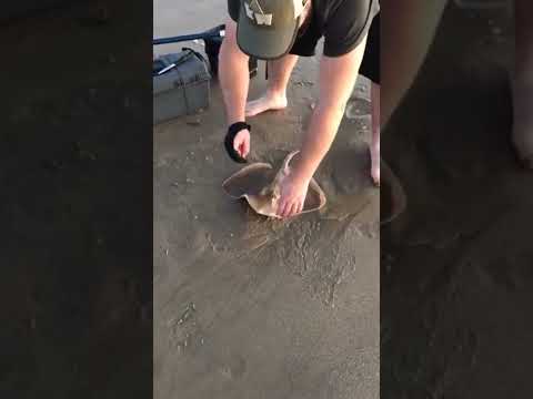 سمكة الراية سبحان الله العظيم