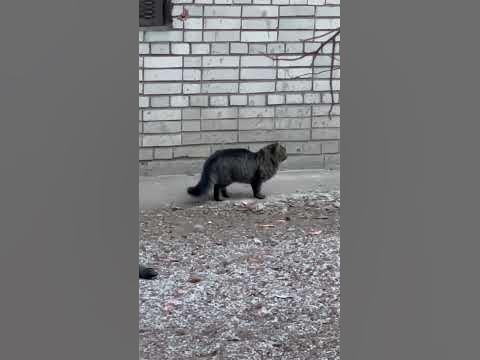 😻#cat #кошкаэшли Грусный кот #youtube #2023 - YouTube