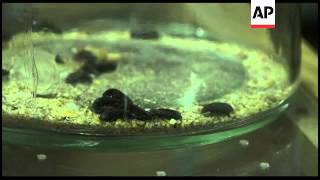 Crickets with chocolate feature on insect tasting menu