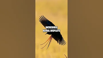 The Astonishing Long-tailed Widowbird's Courtship