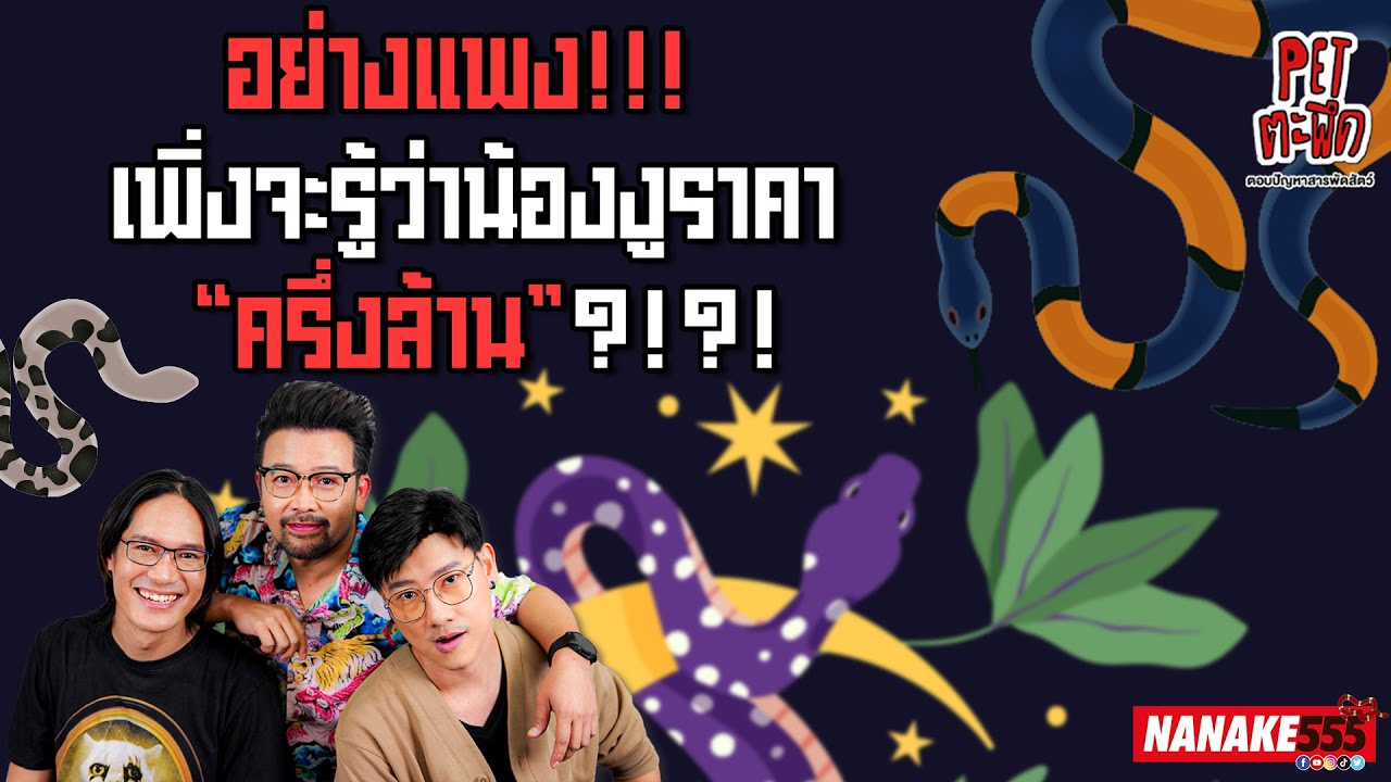 อย่างแพง!!! เพิ่งจะรู้ว่าน้องงูราคา “ครึ่งล้าน”?!?! | #Petตะพึด