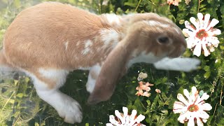 #englishlop baby bunny is so cute!