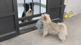 This Dirty Dog Came to See My Dog Every Day—The Truth Broke My Heart