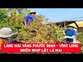 Tết Vĩnh Long 2021 - Làng Mai Vàng Phước Định nhộn nhịp lặt lá để đón Tết | KPVL