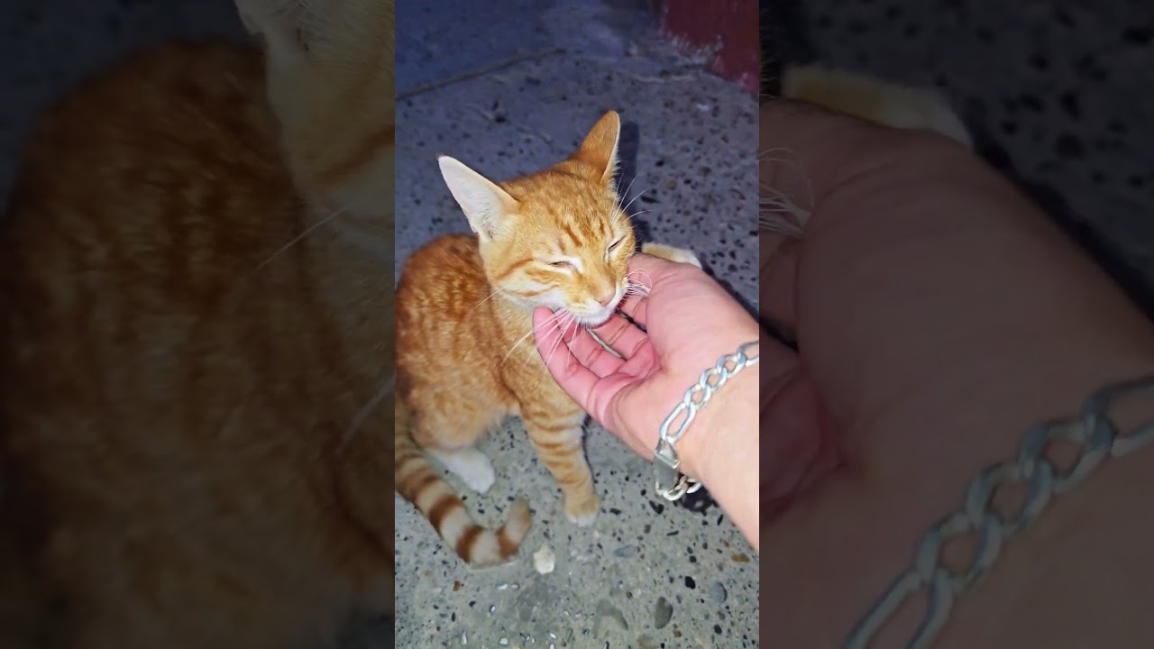 Hermoso GATITO!!! 😺 