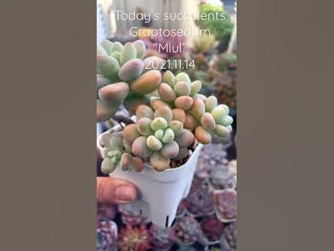 Today’s succulents Graptosedum 'Miul' - YouTube