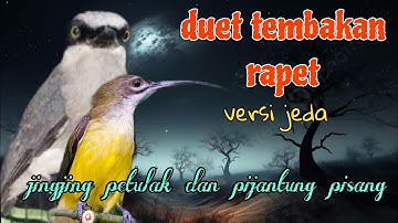Duet tembakan rapet 🔥🔥 jingjing petulak dan pijantung pisang