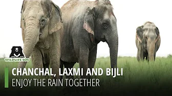 Chanchal, Laxmi And Bijli enjoy the rain together thumbnail