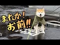 【またか！！！】避けるべき散歩ルートに入った瞬間に『拒否柴』になる犬