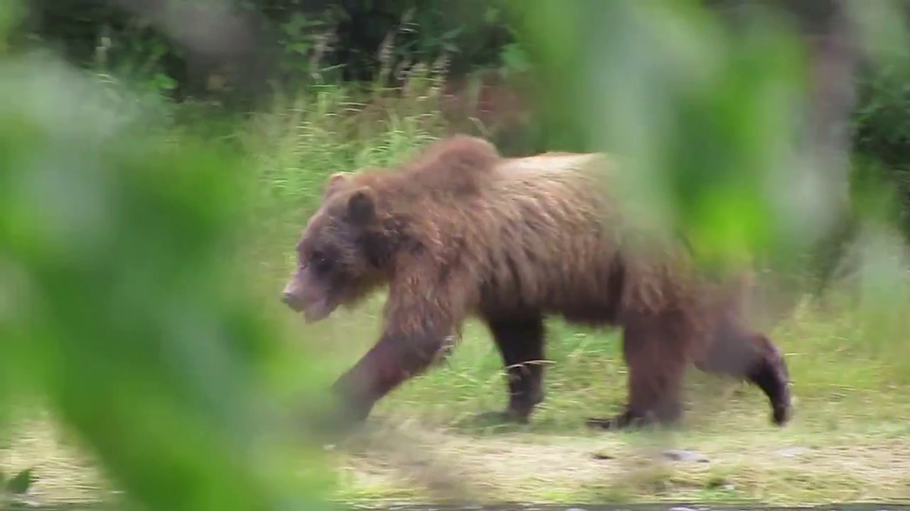 Kenai Peninsula Brown bear - YouTube
