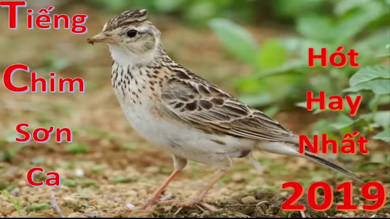 tiếng hót chim sơn ca hay