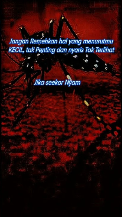 Quotes wa 30detik | Story whatsapp kisah nyamuk