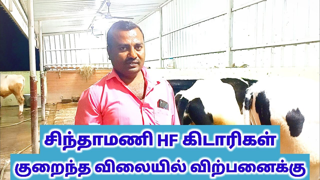 முதல் தரத்தில் HF கிடாரிகள் மற்றும் சினை மாடுகள் சிந்தாமணி டீலர்/amman dairy farm.