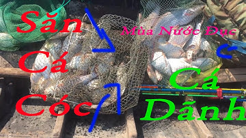 Săn Cá Cóc, Tra, Mè Mùa Nước Đỗ Trúng Mánh Bầy Cá Kéo Không Kiệp Thở || Vĩnh Long Fishing