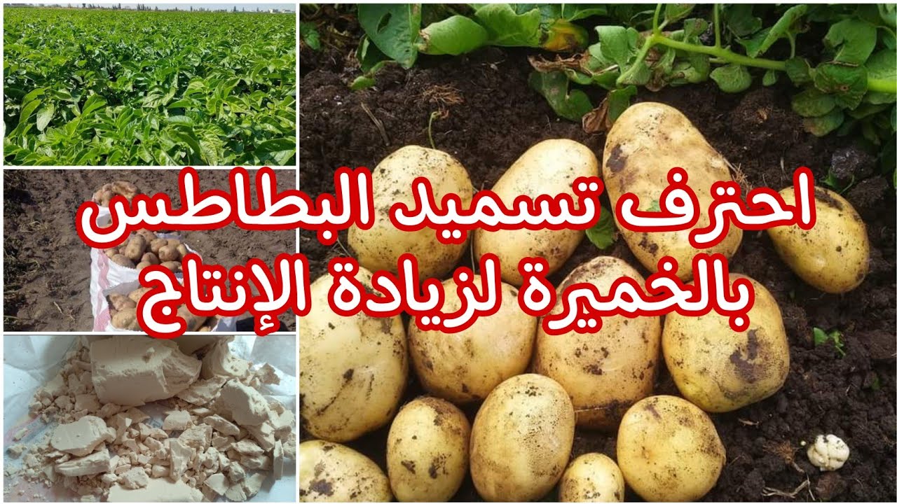 زراعة البطاطس وطريقة رش الخميرة وأفضل عمر وتوقيت للرش وفوائد وأضرار الخميرة علي محصول البطاطس