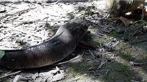 Câu cá lóc bằng vịt: Rình mãi mới dính | Snakehead fishing