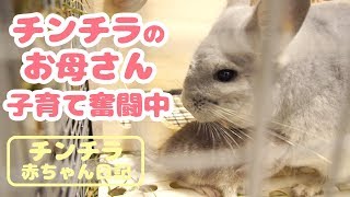 赤ちゃんのお世話に一生懸命なチンチラのお母さんが愛おしい【チンチラ赤ちゃん日記　その6】Chinchilla's Baby Diary 6