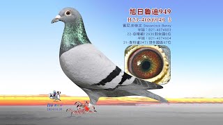 【賓尼】B23-4086949