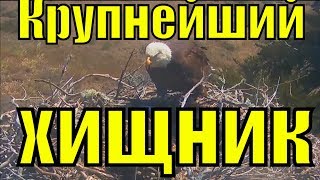 ВИХРИ ВРАЖДЕБНЫЕ ВЕЮТ НАД НАМИ/БЕЛОГОЛОВЫЙ ОРЛАН.(видео №3) ВИХРИ ВРАЖДЕБНЫЕ ВЕЮТ НАД НАМИ/БЕЛОГОЛОВЫЙ ОРЛАН.(видео №3)