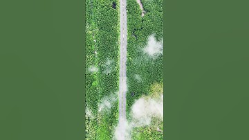 Đường Rừng Sác Cần Giờ quá đẹp!