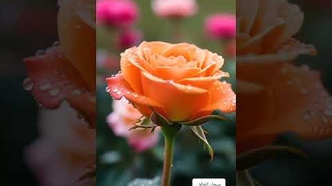 عالم الهدوء والراحة النفسية مع القارىء أحمد الشافعي الدمشقي سورة المائدة ص١١٩