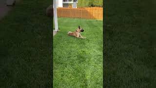 Great Dane Observing A Great Lawn Mow