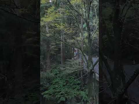 紅葉に染まる埼玉の秘境 🍁 | Autumn Drone Footage of Hidden Saitama