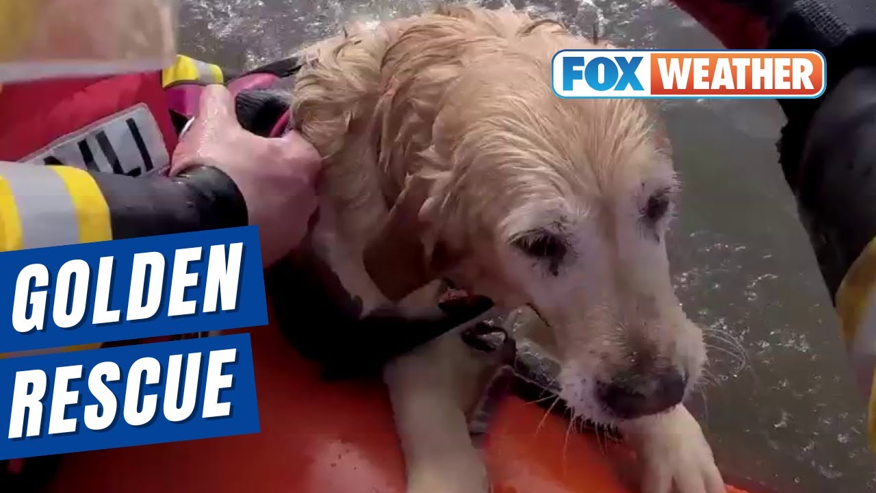 Golden Retriever Rescued After Being Swept Out To Sea In UK - YouTube