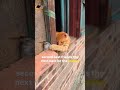 From chaos to cuddles — this changed everything 😍 #yt #ytshorts