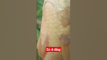 #shorts câu cá rô đồng khủng