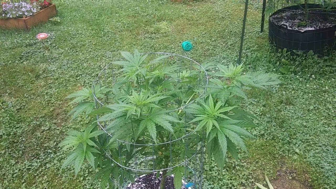 Leaf Septoria. Outdoor 2020 Marijuana Grow