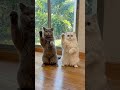 cuties 🥰 #SHORTS #PersianCat #FluffyCat #PersianKitten #LuxuryCat #Floof