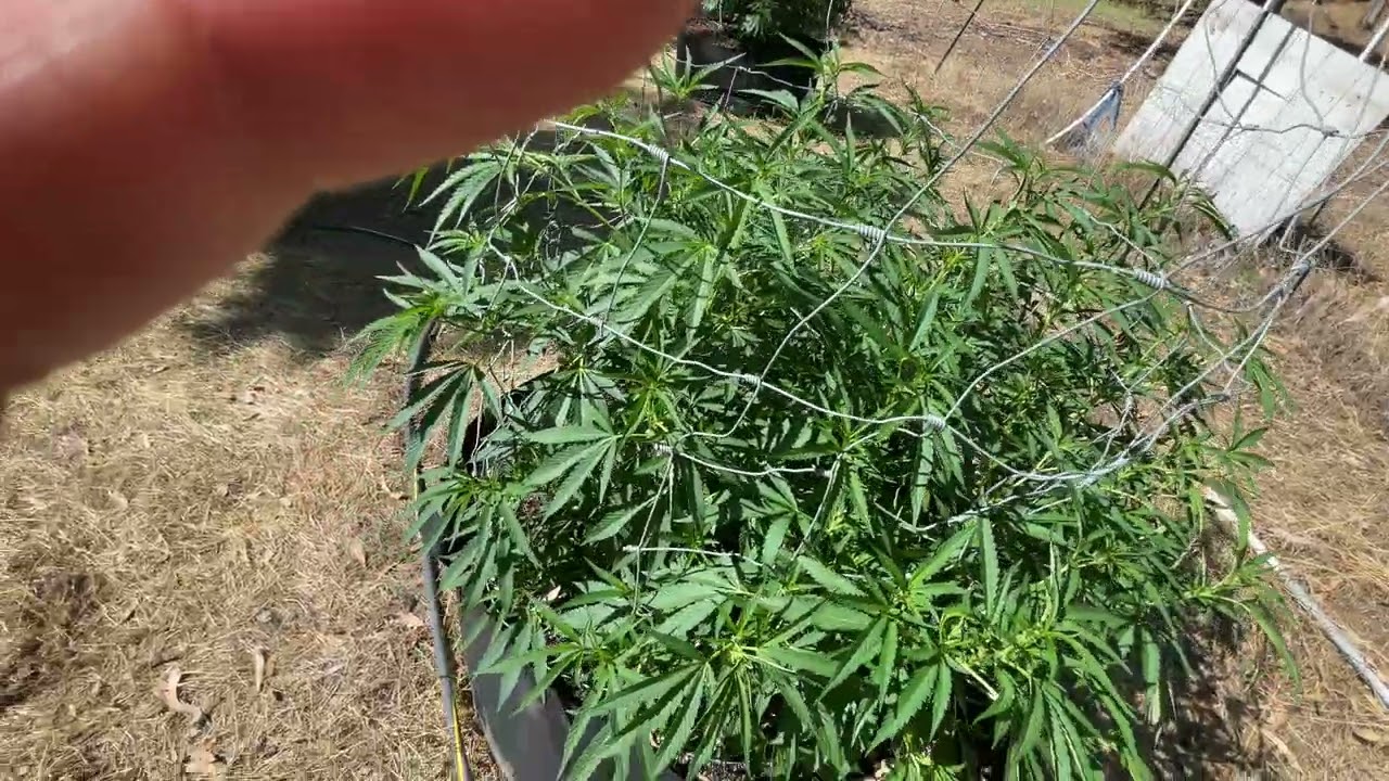 2022 outdoor weed grow