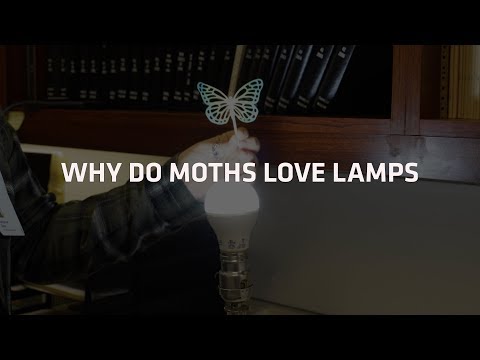 moth-meme-science.