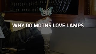 Moth Meme Science.