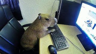 ok i pull up (capybara) Resimi