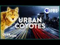 Urban Coyotes and Coexistence